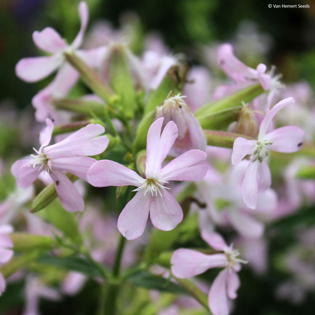 Saponaria ocymoides (Samen) - Rotes Seifenkraut