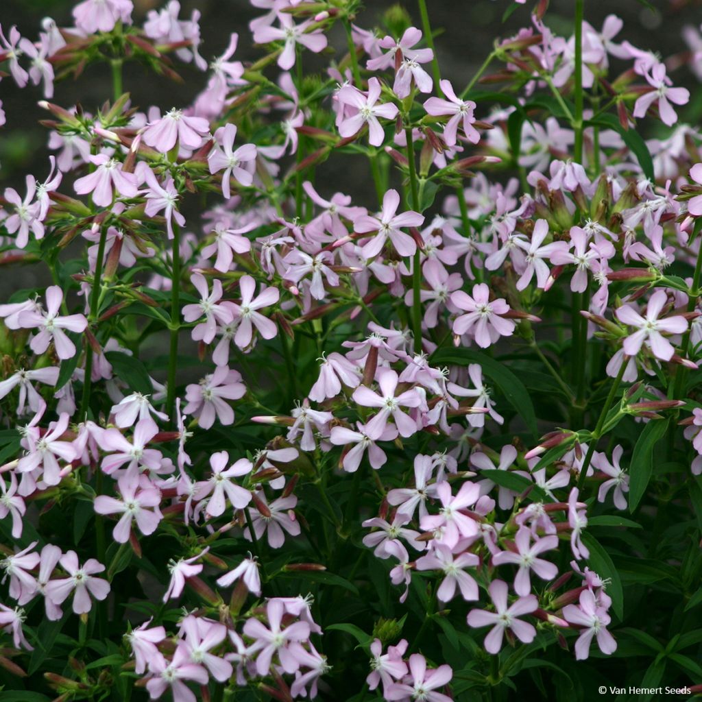 Saponaria ocymoides (Samen) - Rotes Seifenkraut