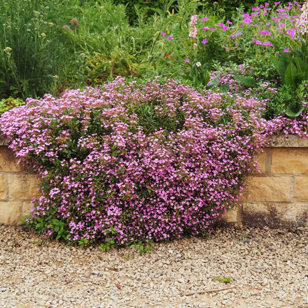 Saponaria ocymoides (Samen) - Rotes Seifenkraut