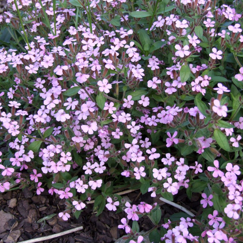 Saponaria ocymoides (Samen) - Rotes Seifenkraut