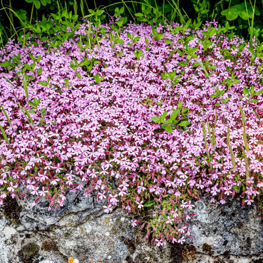 Saponaria ocymoides (Samen) - Rotes Seifenkraut