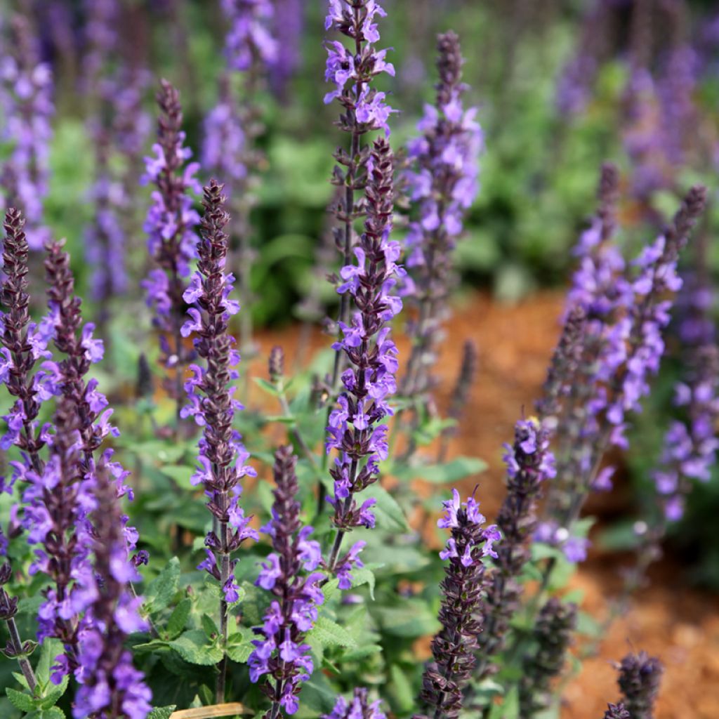 Salvia nemorosa Dwarf Blue Queen (Samen) - Steppen-Salbei