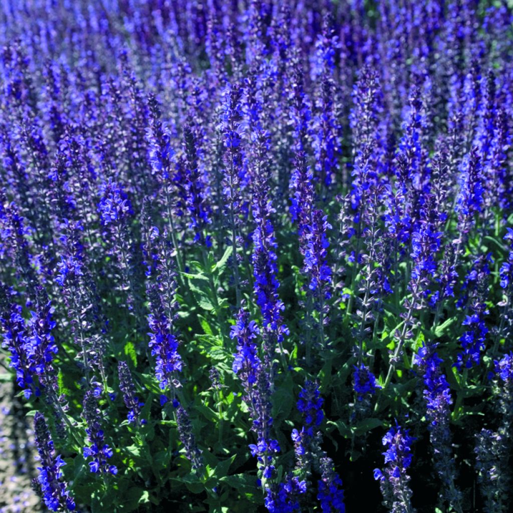 Salvia nemorosa Dwarf Blue Queen (Samen) - Steppen-Salbei