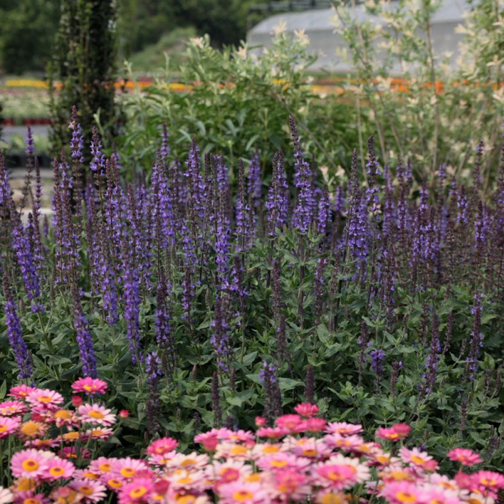 Salvia nemorosa Dwarf Blue Queen (Samen) - Steppen-Salbei