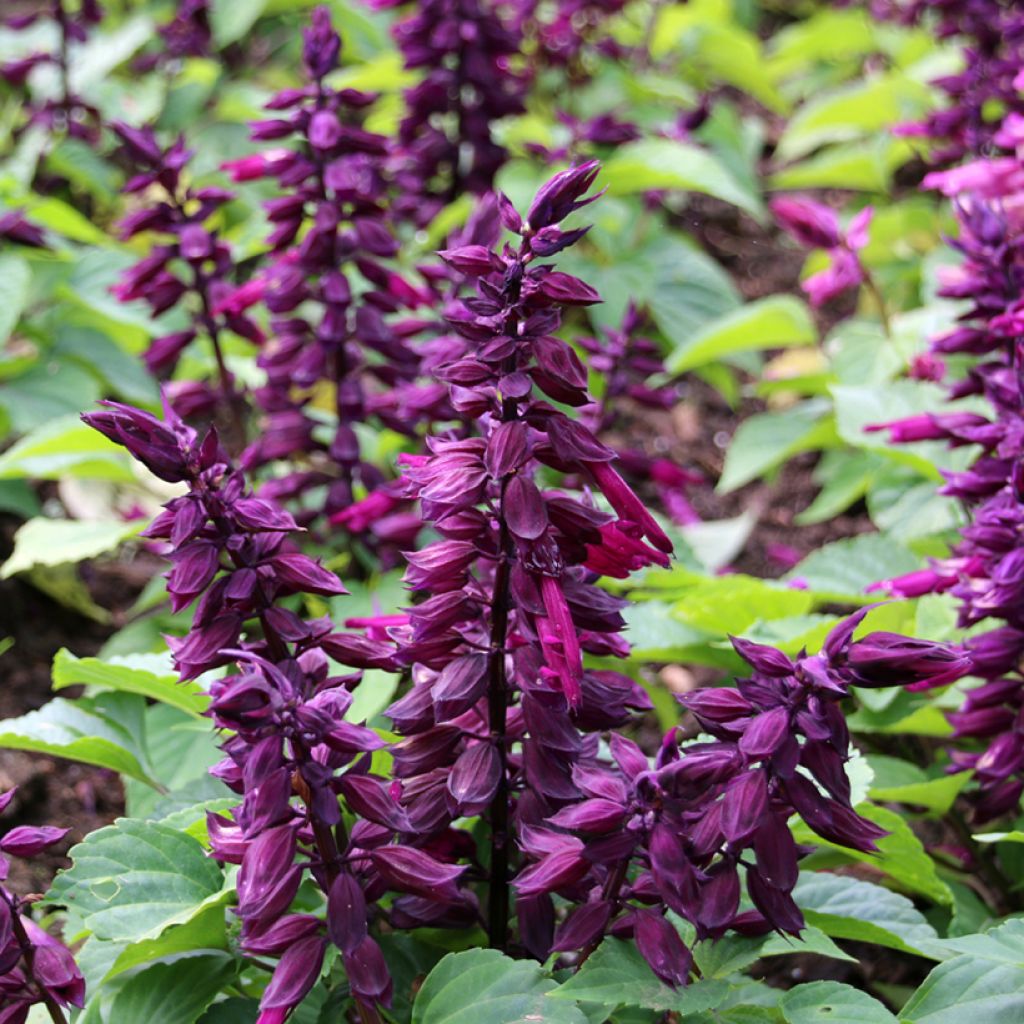 Feuer-Salbei Estella Purple (Lila) - Salvia splendens 