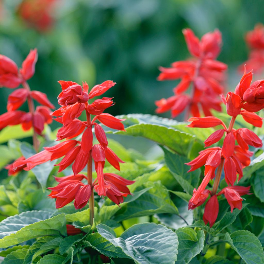 Feuer-Salbei Estella Red (Rot) - Salvia splendens 