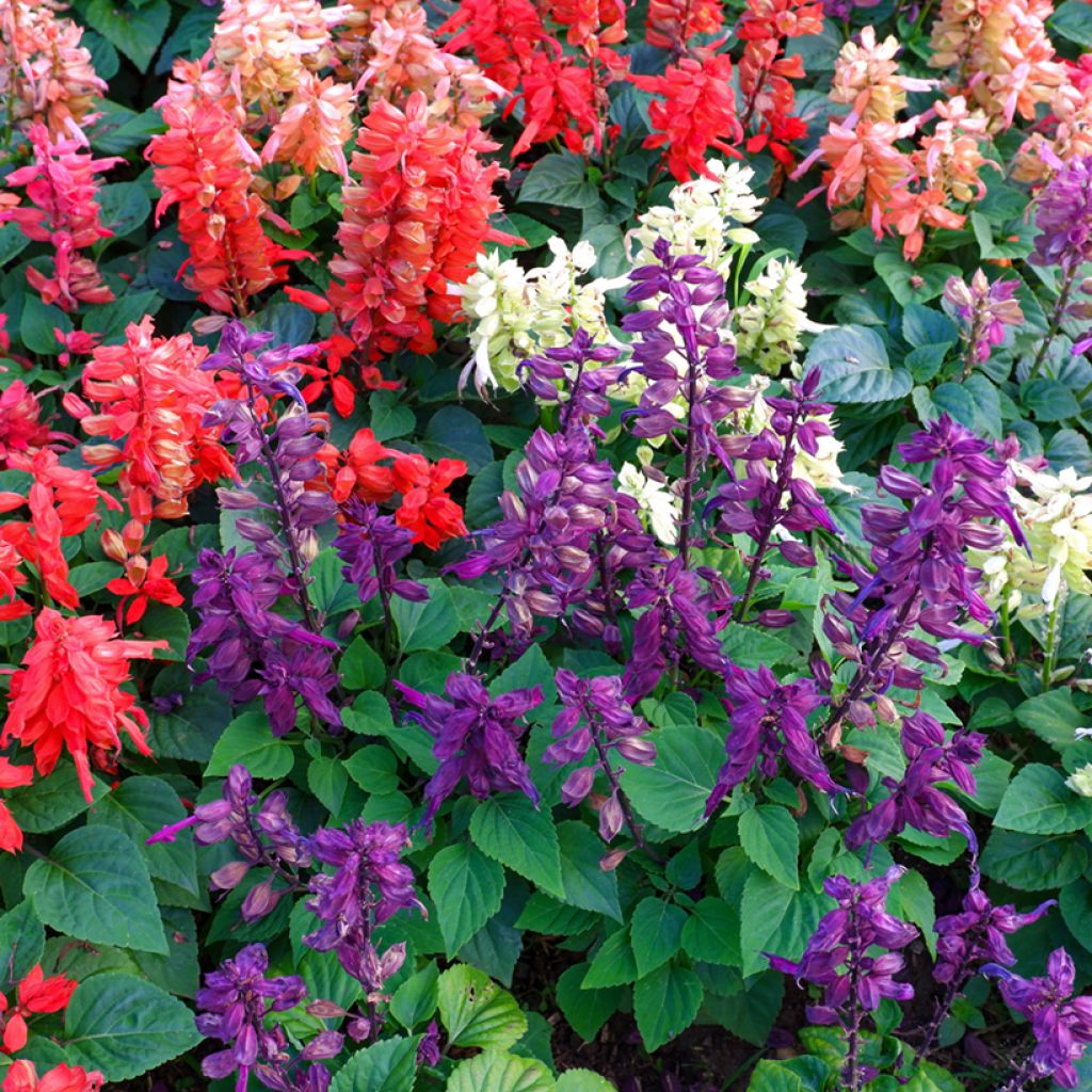 Feuer-Salbei Reddy™ Nero Mixture - Salvia splendens