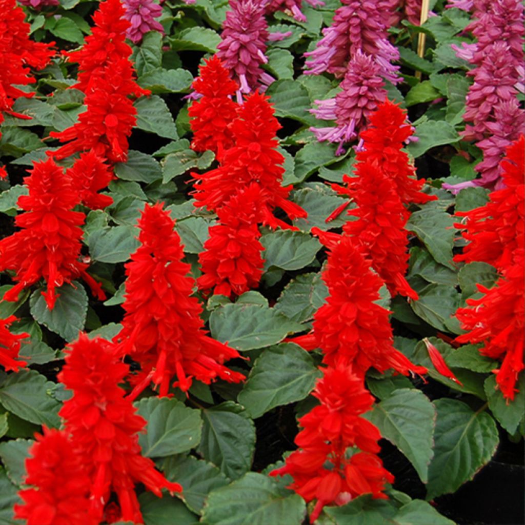 Feuer-Salbei Reddy™ roter (rouge) - Salvia splendens