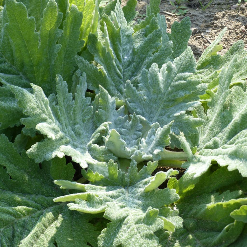 Salvia aethiopis (Samen) - Ungarn-Salbei