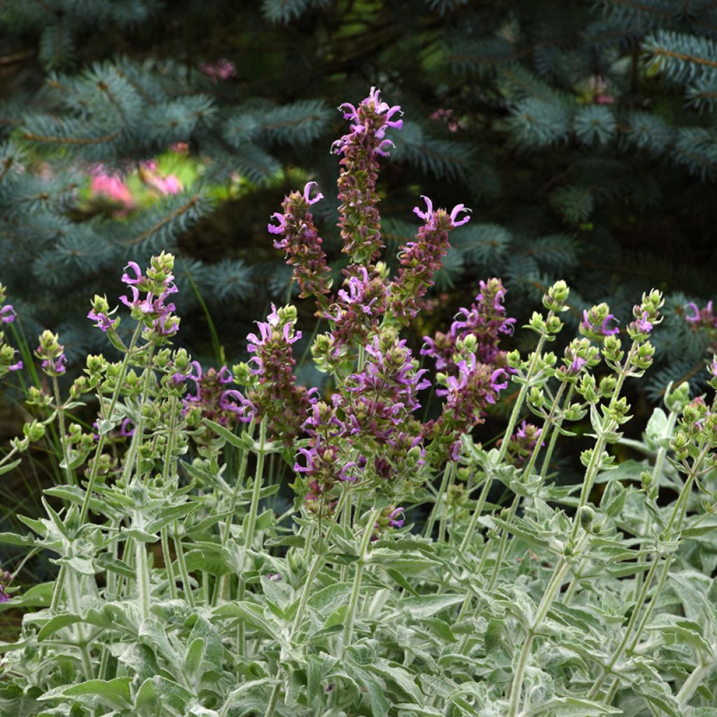 Kanarischer Salbei Lancelot - Salvia canariensis