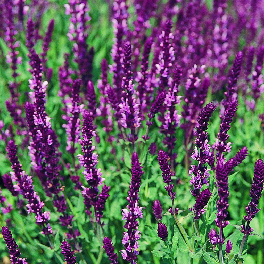 Salvia nemorosa Rose Queen (Samen) - Steppen-Salbei