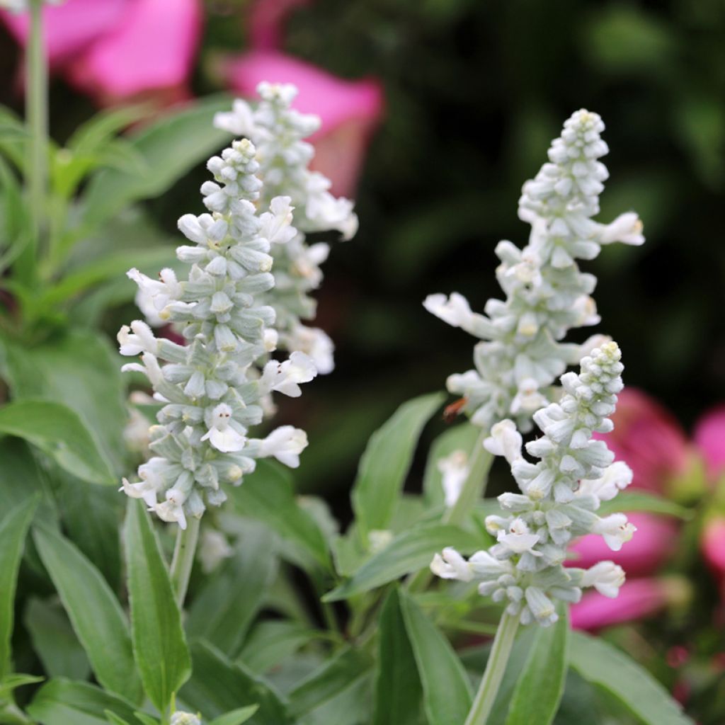 Mehliger Salbei Cirrus White (Samen) - Salvia