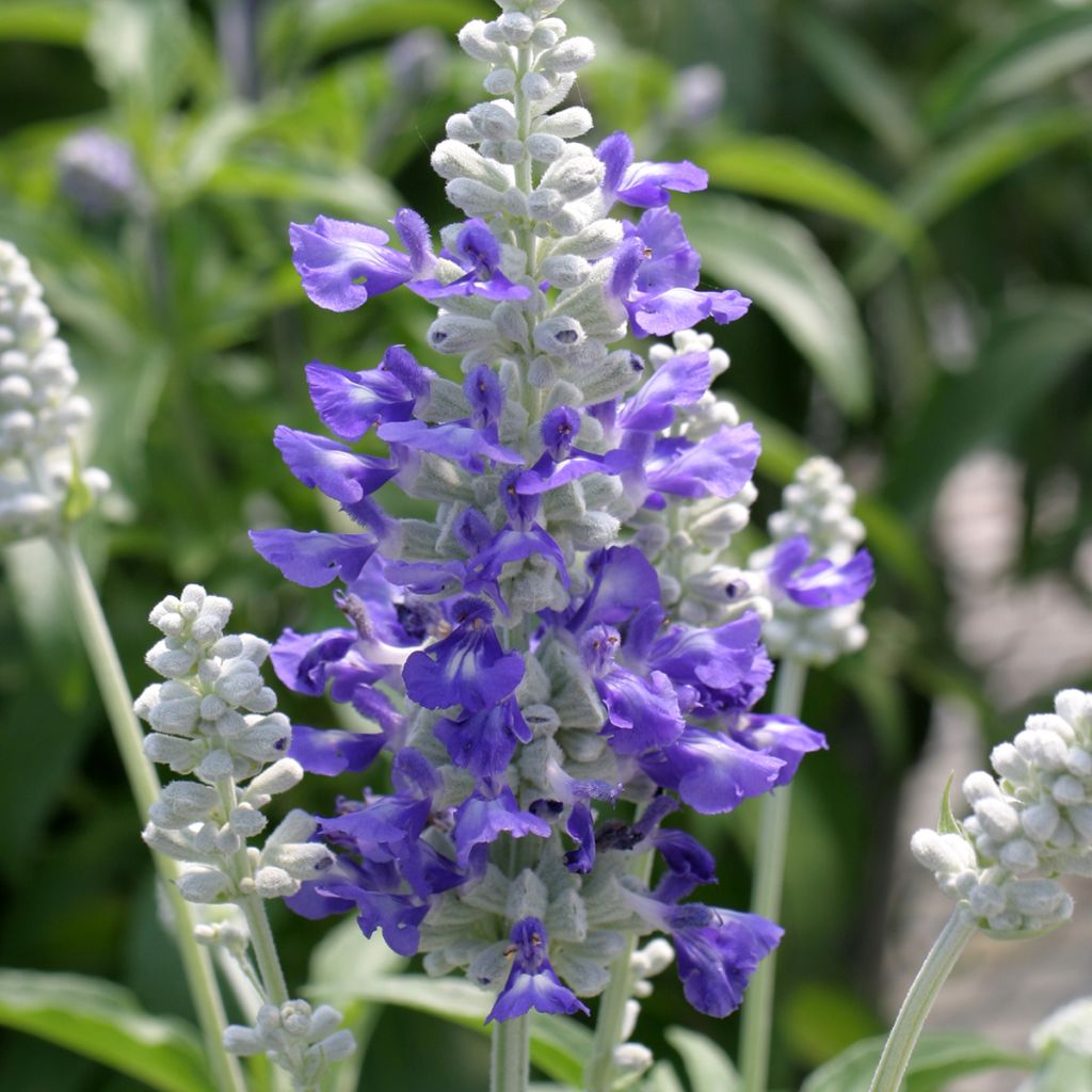 Mehliger Salbei Strata Blue and White (Samen) - Salvia