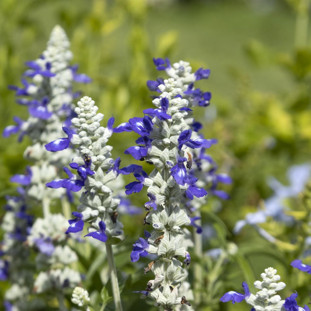 Mehliger Salbei Strata Blue and White (Samen) - Salvia