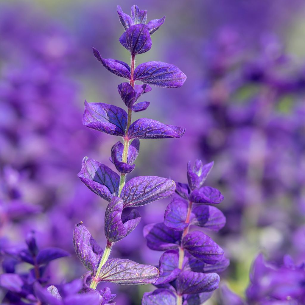 Salvia viridis Blue Monday (Samen) - Buntschopf-Salbei