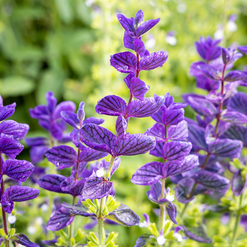 Salvia viridis Blue Monday (Samen) - Buntschopf-Salbei