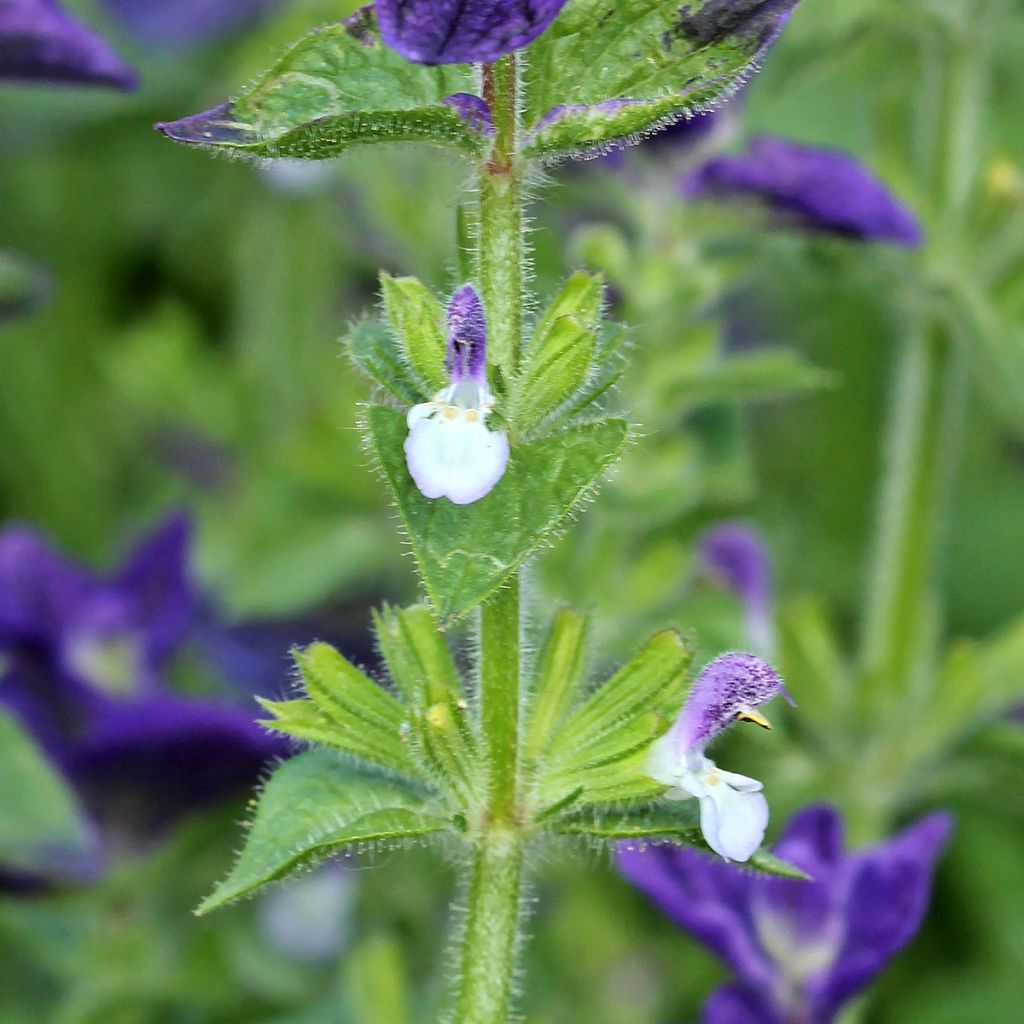 Salvia viridis Blue Monday (Samen) - Buntschopf-Salbei