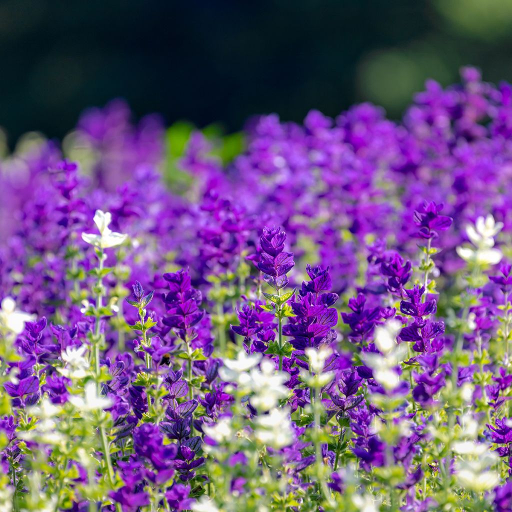 Salvia viridis Blue Monday (Samen) - Buntschopf-Salbei