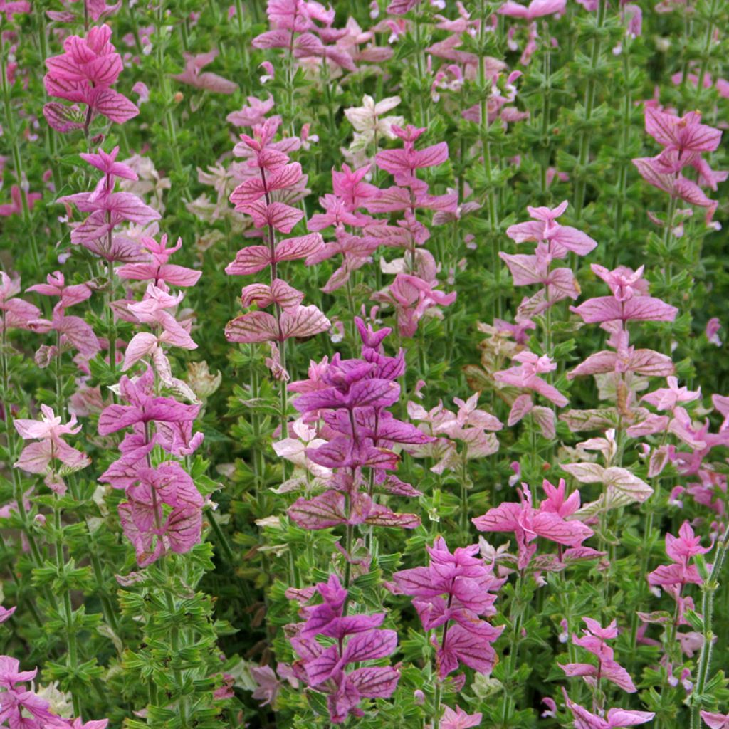 Buntschopf-Salbei Pink Sundae (Samen) - Salvia horminum