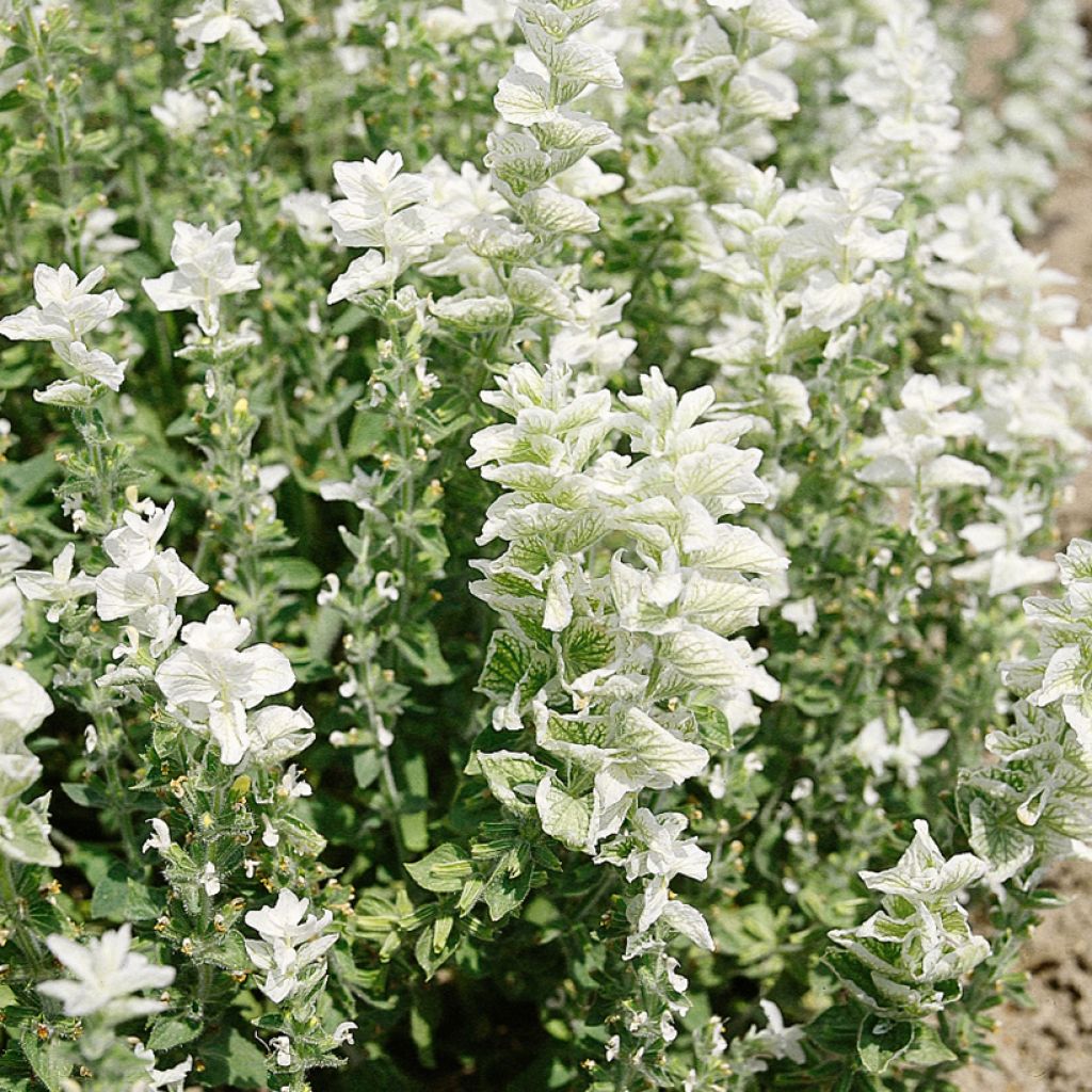 Buntschopf-Salbei White Swan (Samen) - Salvia horminum