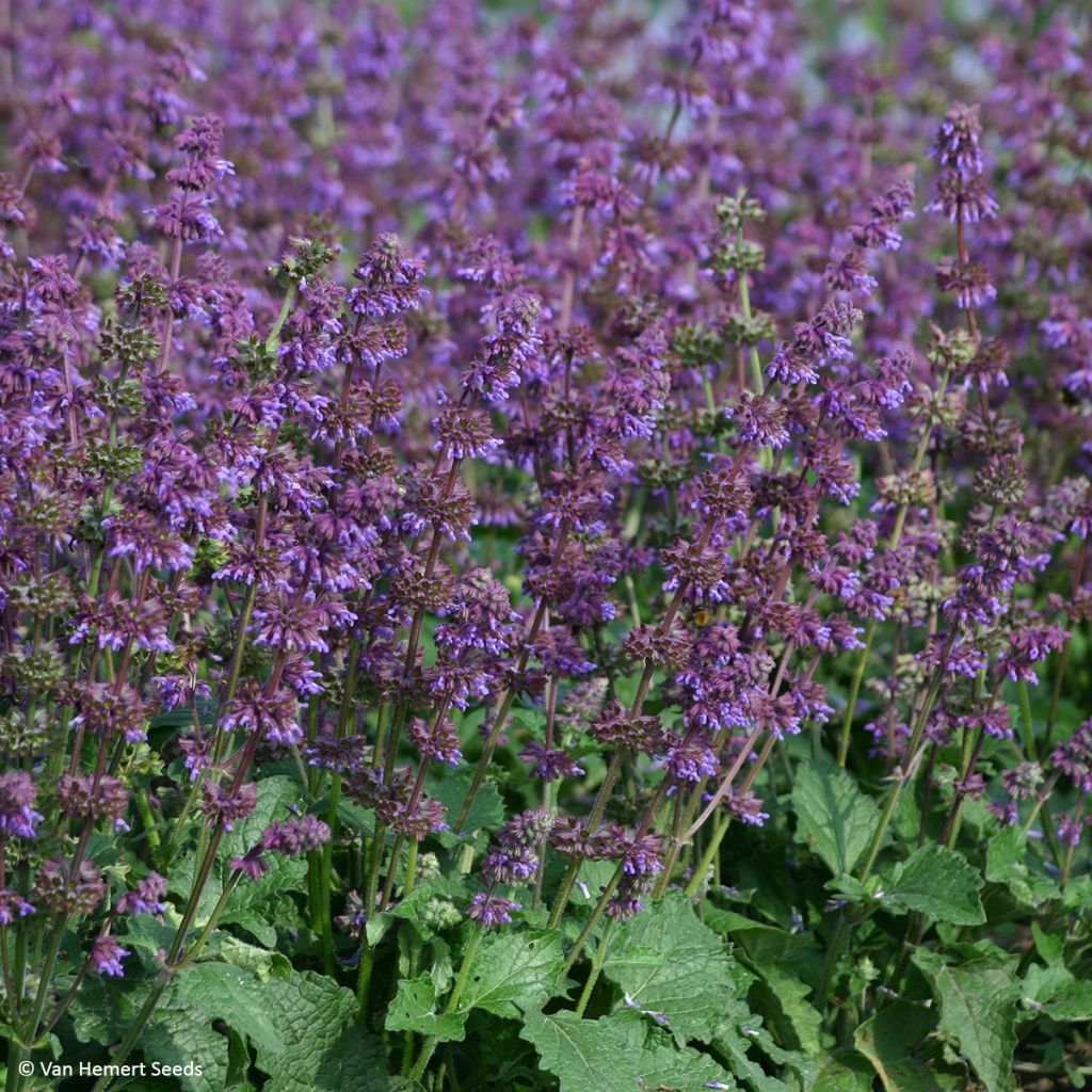 Salvia verticillata Purple Fairy Tale (Samen) - Quirlblättriger Salbei