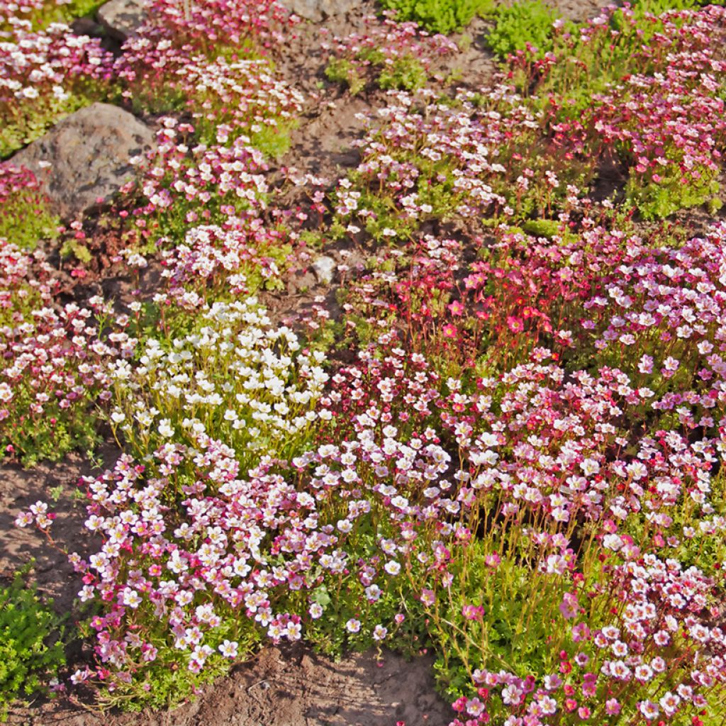 Saxifraga arendsii Rockery Hybrids Mix (samen) - Garten-Moos-Steinbrech