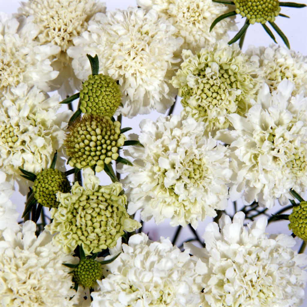 Samt-Skabiose Snowmaiden (Samen) - Scabiosa atropurpurea