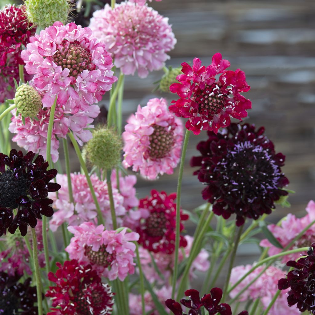 Samt-Skabiose Summer Fruits (Samen) - Scabiosa atropurpurea