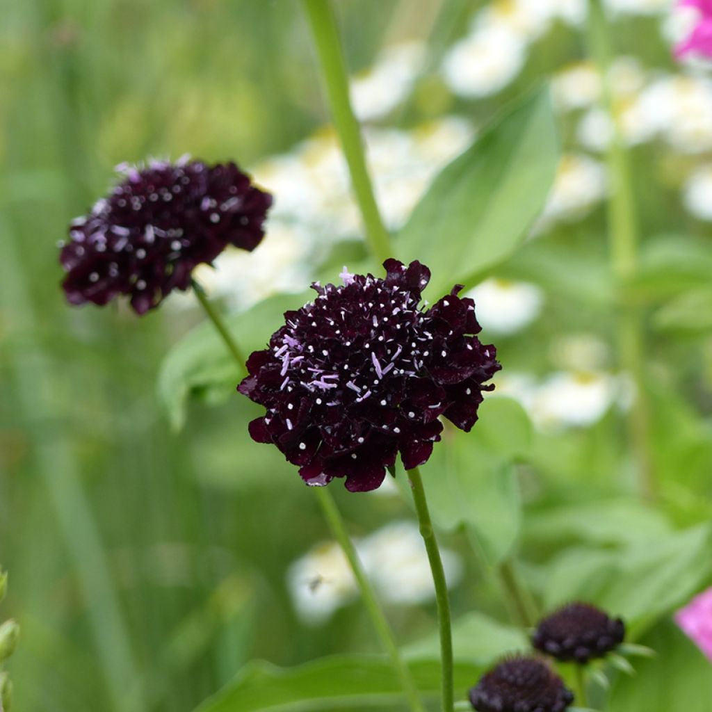 Samt-Skabiose Black Knight (Samen) - Scabiosa atropurpurea