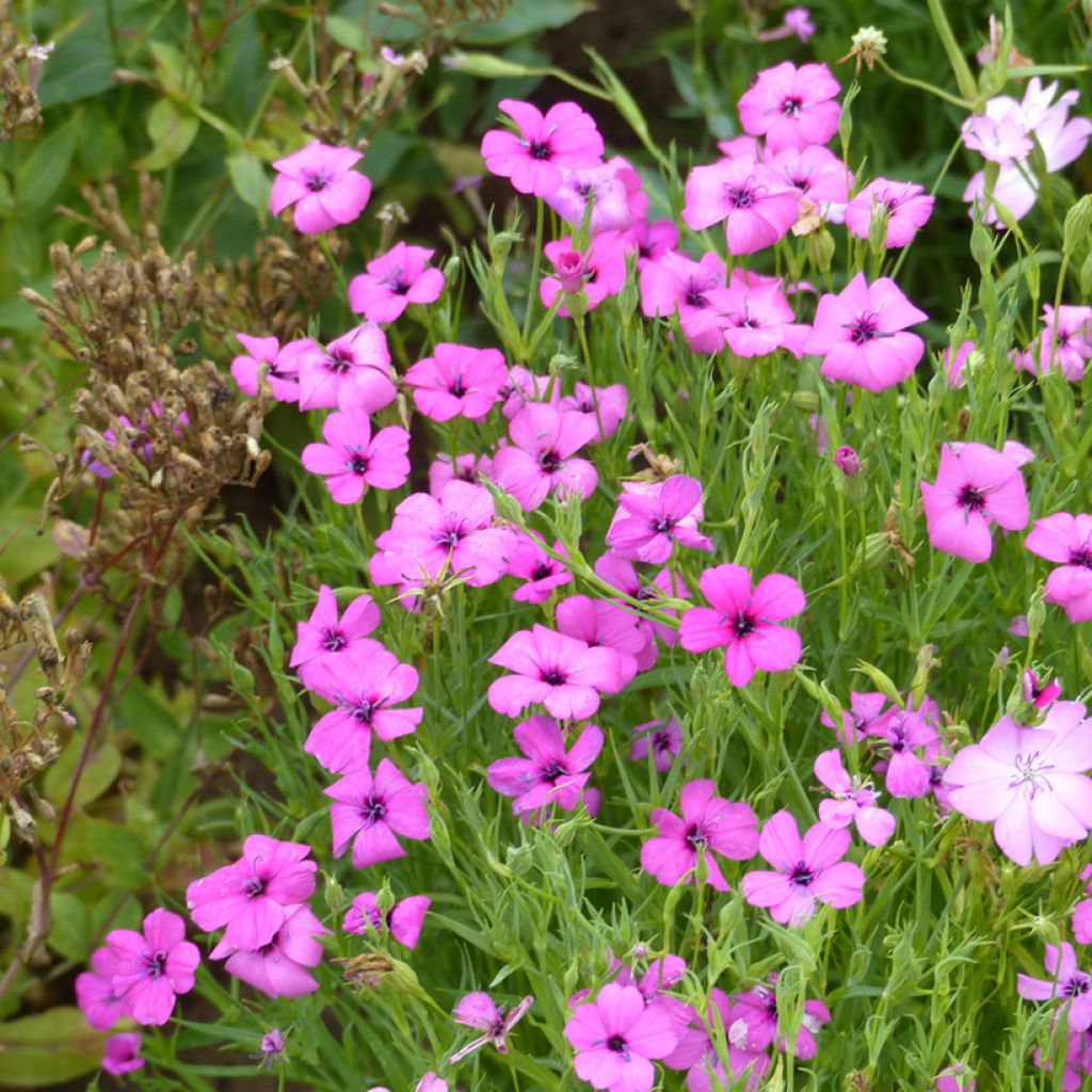 Lichtnelke Rose Angel (Samen) - Silene oculata