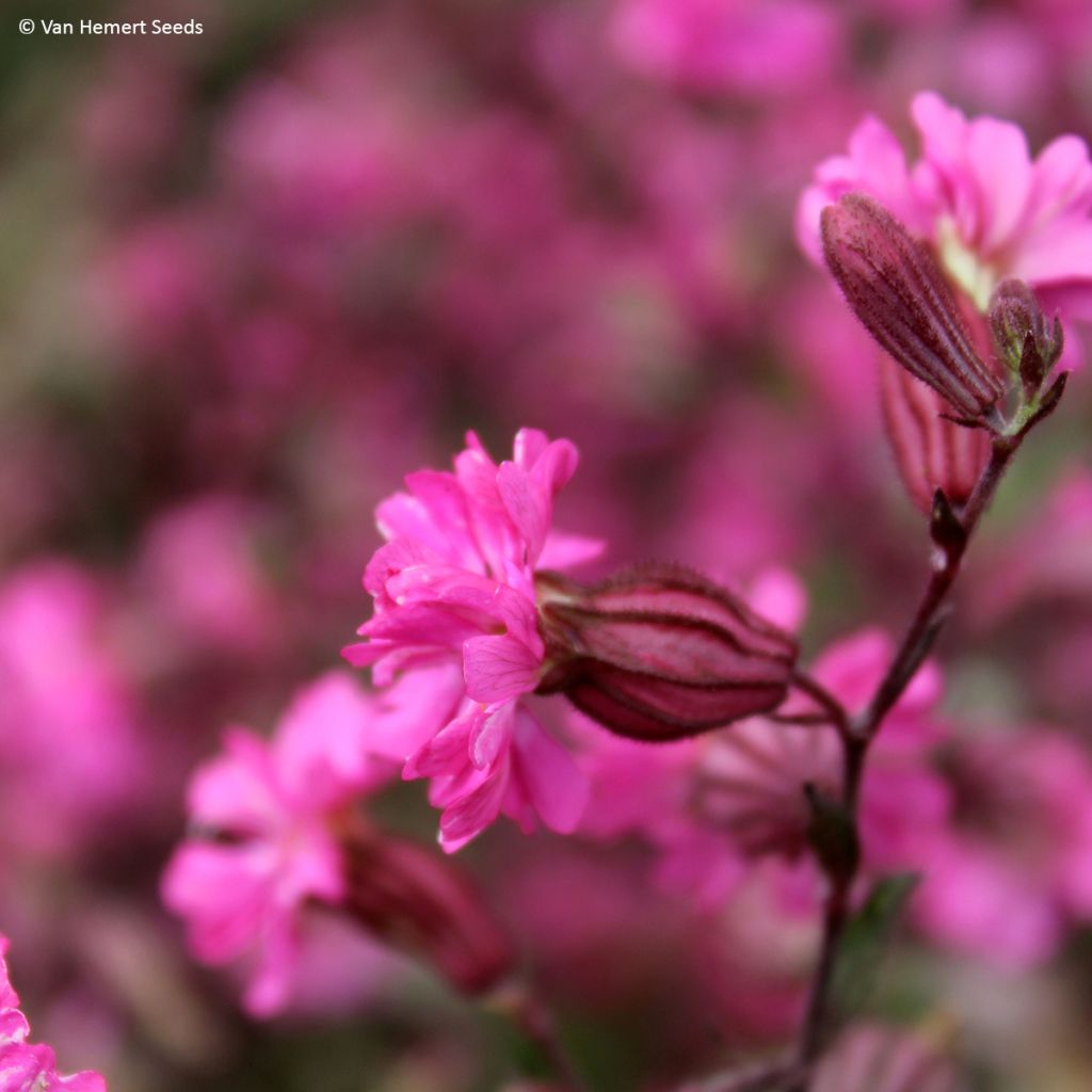 Lichtnelke Sibella Carmine (Samen) - Silene pendula