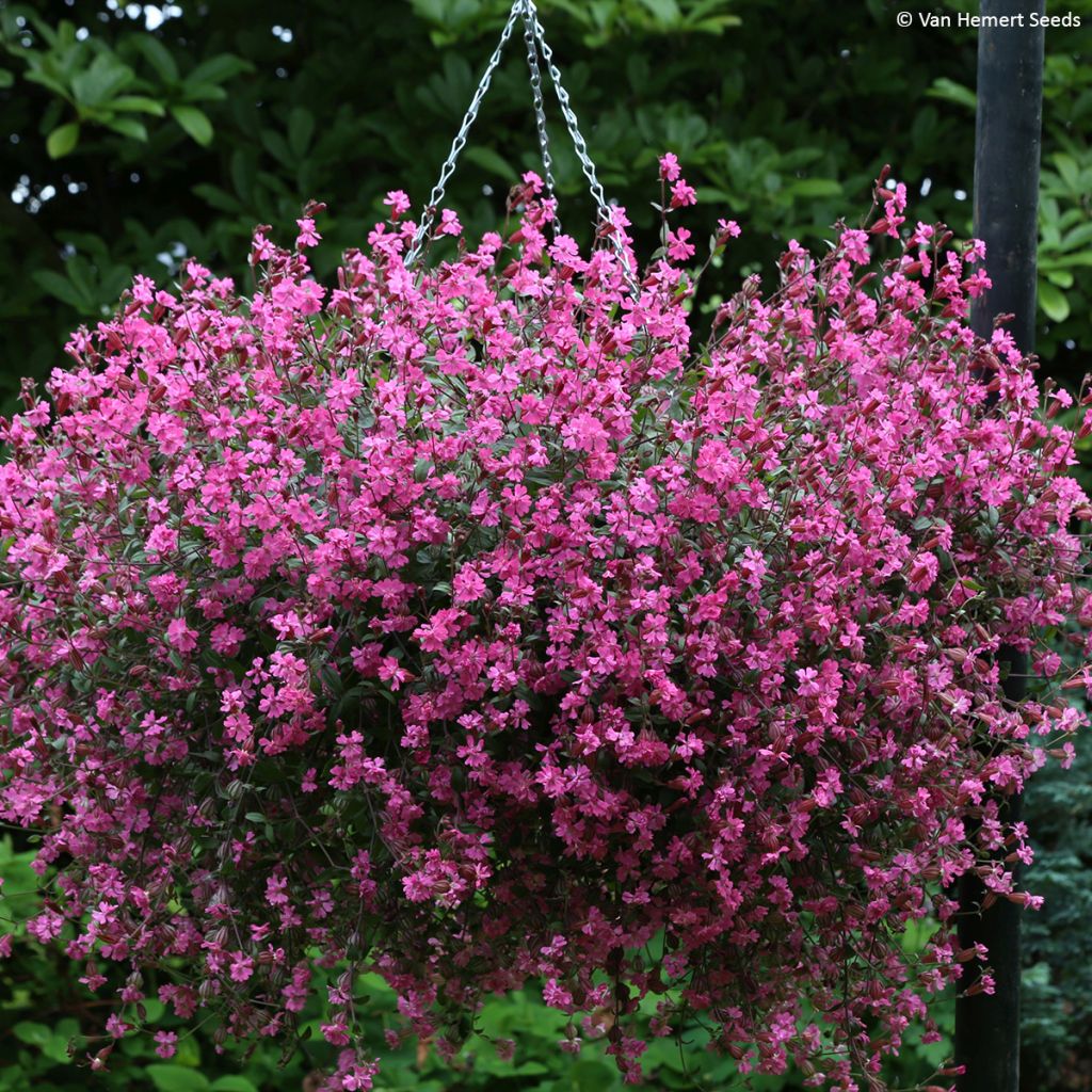 Lichtnelke Sibella Carmine (Samen) - Silene pendula