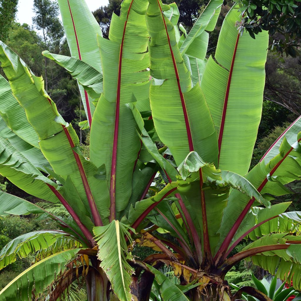 Ensete glaucum (Samen) - Schneebanane