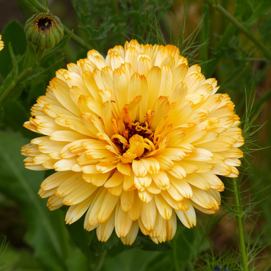 Ringelblume Pacific Beauty Apricot (Samen) - Calendula officinalis