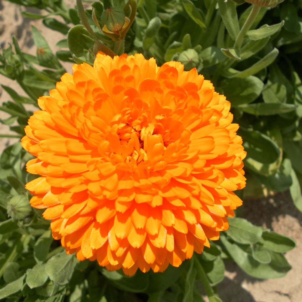 Ringelblume Pacific Beauty Flame (Samen) - Calendula officinalis