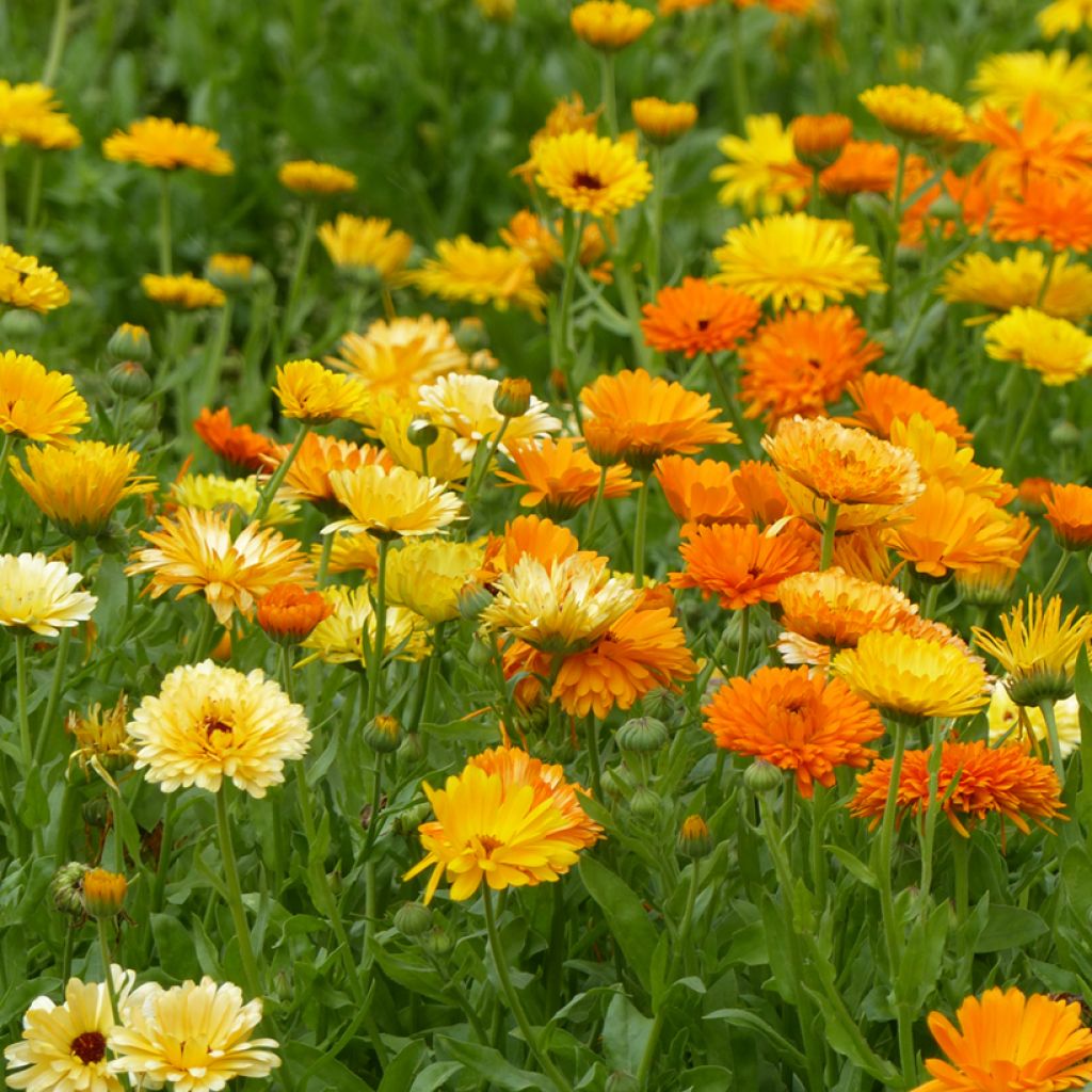 Ringelblume Pacific Beauty Mix (Samen) - Calendula officinalis