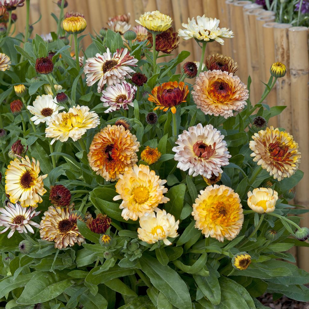 Garten-Ringelblume Playtime Mix - Calendula