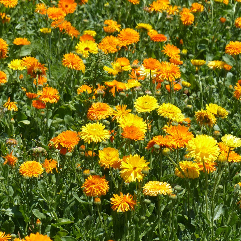 Ringelblume Mix (Samen) - Calendula officinalis