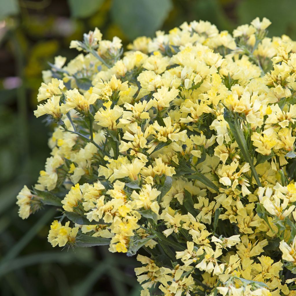 Strandflieder (Samen) - Limonium sinuatum subsp. bonduellei