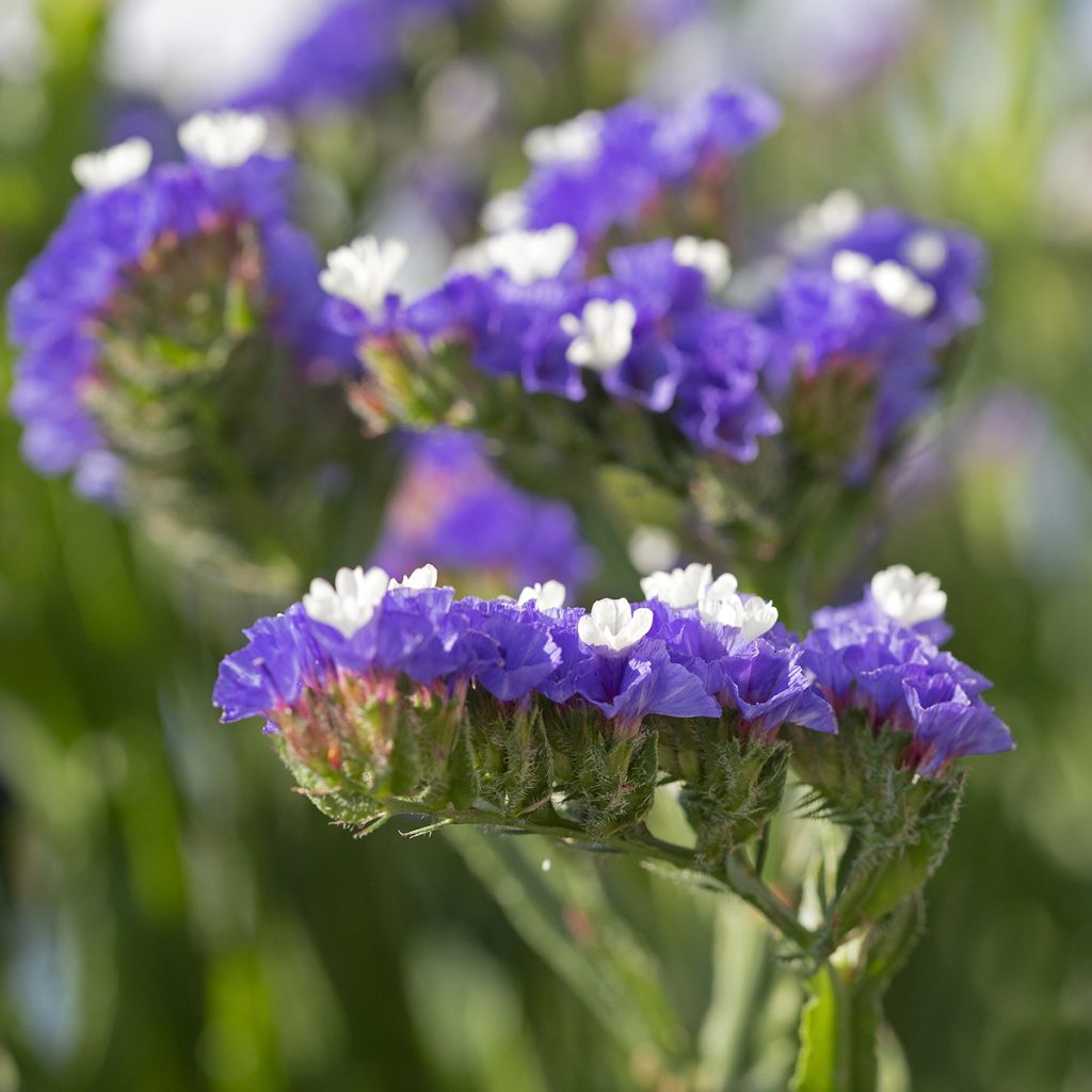 Geflügelter Strandflieder Forever Blue (Samen) - Limonium