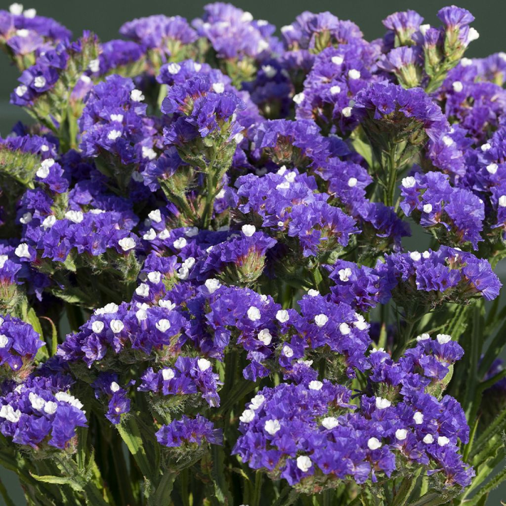 Geflügelter Strandflieder Forever Blue (Samen) - Limonium