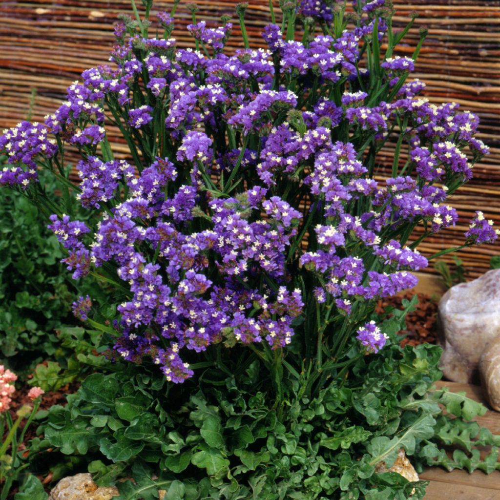 Geflügelter Strandflieder Forever Blue (Samen) - Limonium