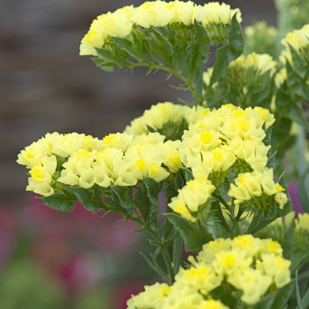 Geflügelter Strandflieder Forever Moonlight (Samen) - Limonium