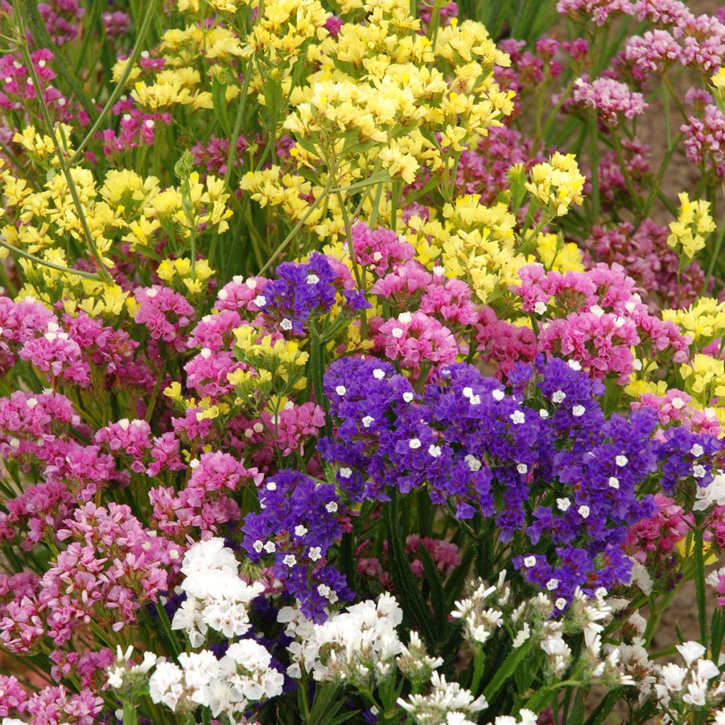 Geflügelter Strandflieder Forever Rose (Samen) - Limonium