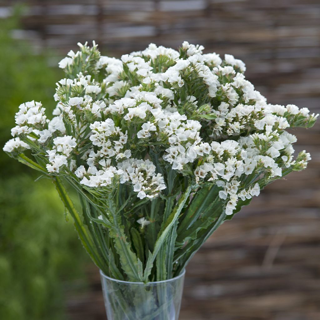 Geflügelter Strandflieder Forever Silver (Samen) - Limonium