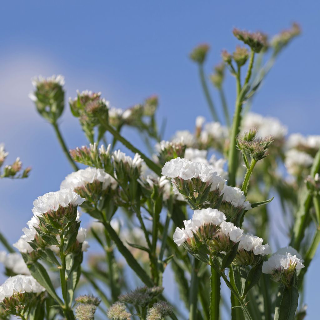 Geflügelter Strandflieder Forever Silver (Samen) - Limonium