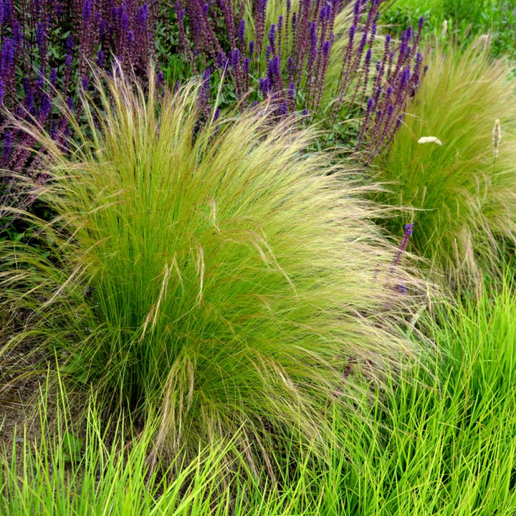 Graines de Stipa tenuissima Pony Tails - Cheveux d'Ange