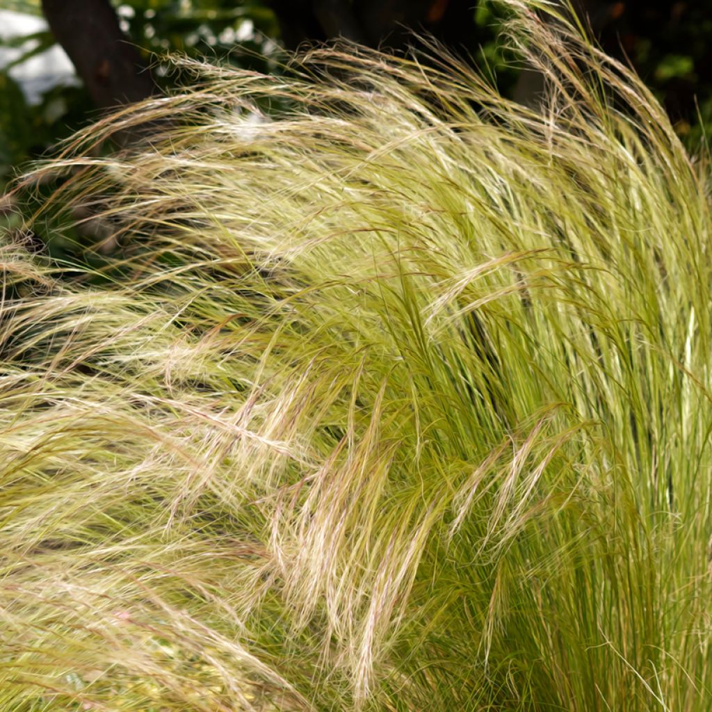 Stipa tenuissima Angel Hair (Samen) - Federgras