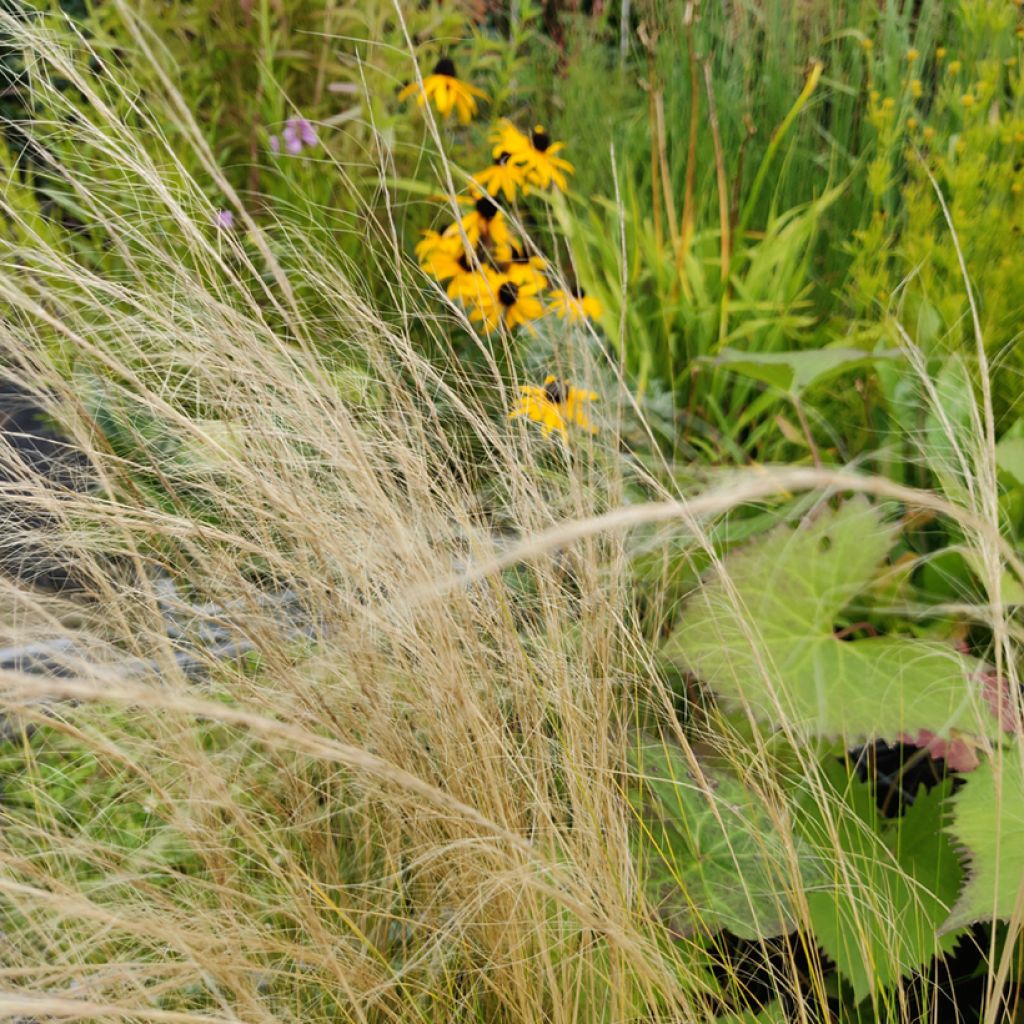 Stipa tenuissima Angel Hair (Samen) - Federgras