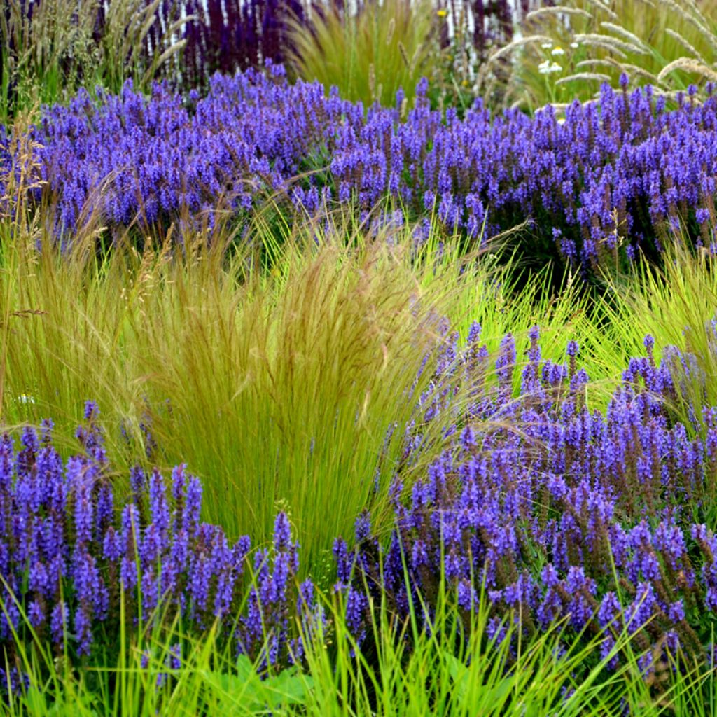 Stipa tenuissima Angel Hair (Samen) - Federgras